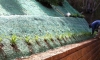 Living Wall