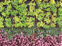 Rain Gardens Maryland